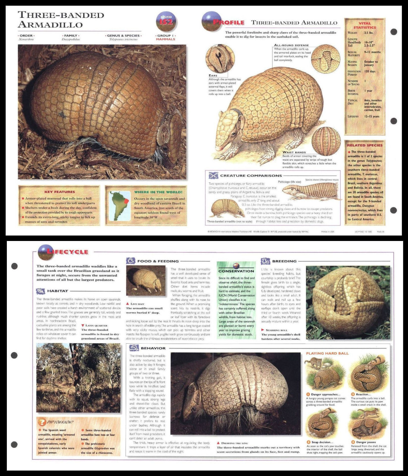 Fold-Out Sheet - Three-Banded Armadillo - 152