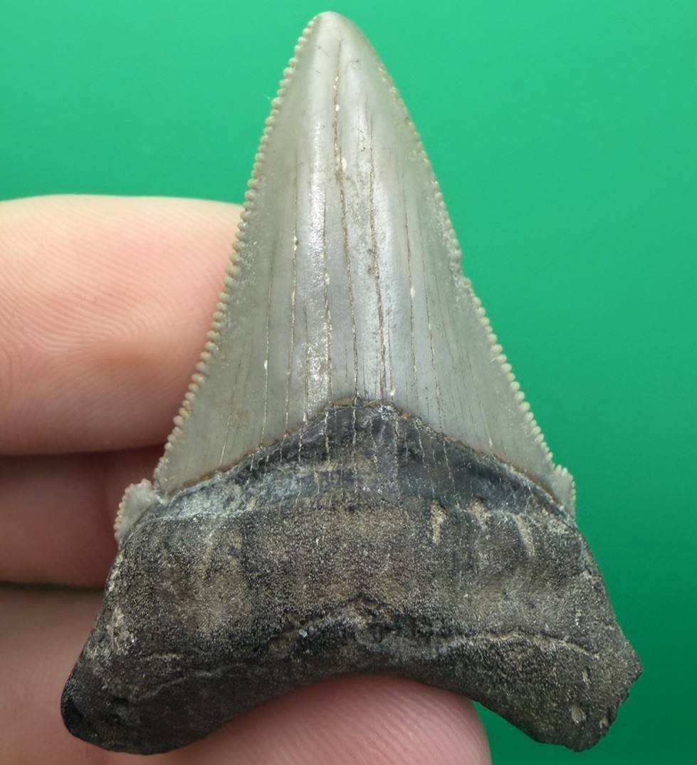 Collector Grade Angustidens Shark Tooth Fossil - Megalodon Ancestor 1.95”