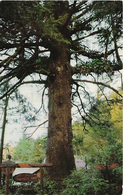 Postcard CA: Family Tree, Trees of Mystery, Redwood Highway California 1959 Postcard CA: Family Tree, Trees of Mystery, Redwood Highway California 1959