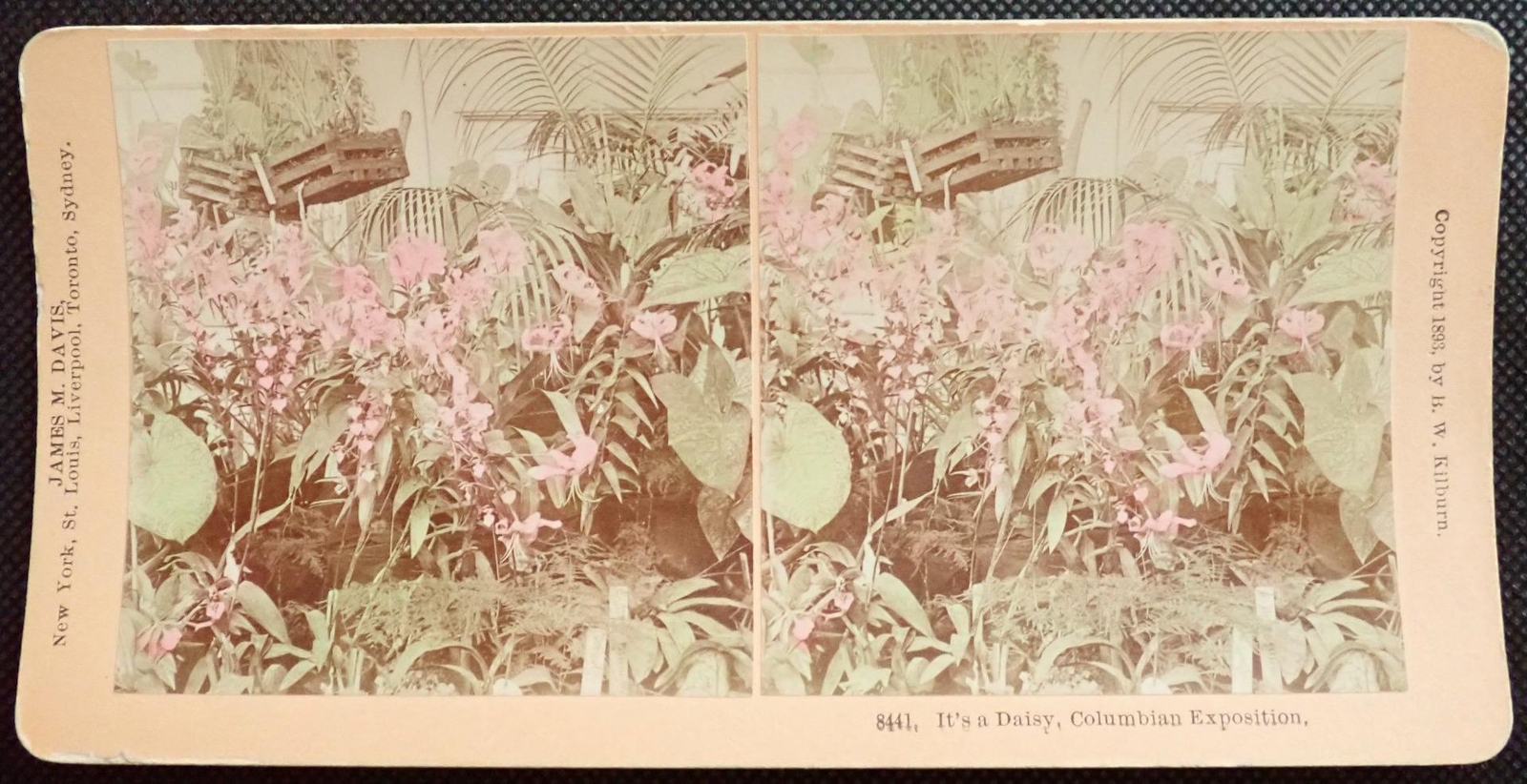 Coloured ANTIQUE Real Photo Kilburn Stereoview It\'s a Daisy Columbian Exposition