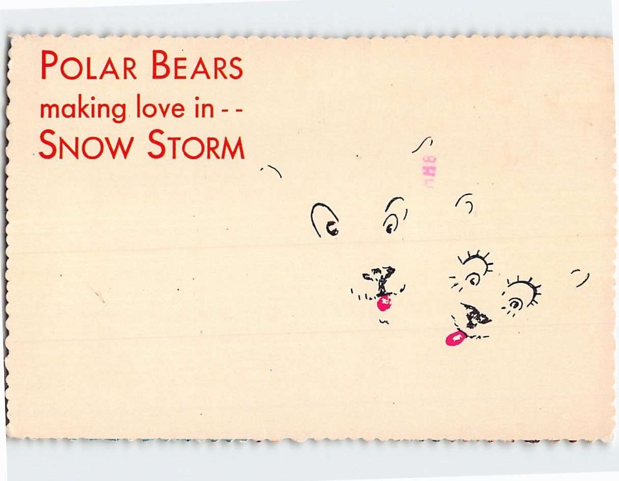 Postcard Polar Bears making love in Snow Storm Alaska USA