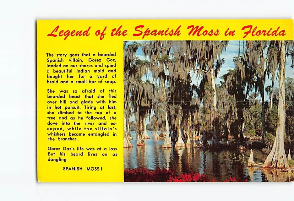 Legend of the Spanish Moss in Florida USA H-50887