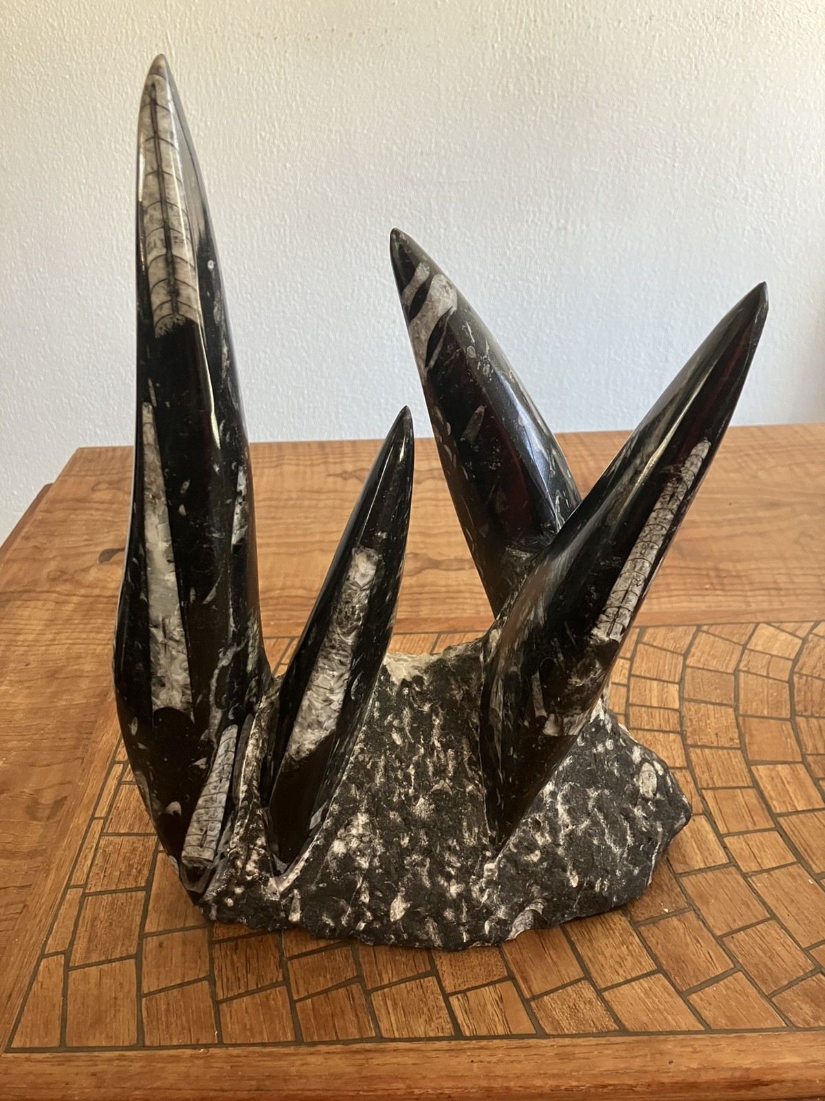 Black Fossil Orthoceras Large Unique Sculpture 20 Lb 15 Inches Tall Black Fossil Orthoceras Large Unique Sculpture 20 Lb 15 Inches Tall