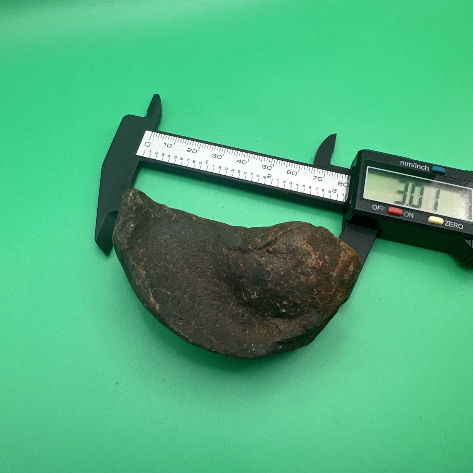 Dolphin Earbone Fossil Venice Florida Cetacean Earbone Fossil Dolphin Earbone Fossil Venice Florida Cetacean Earbone Fossil