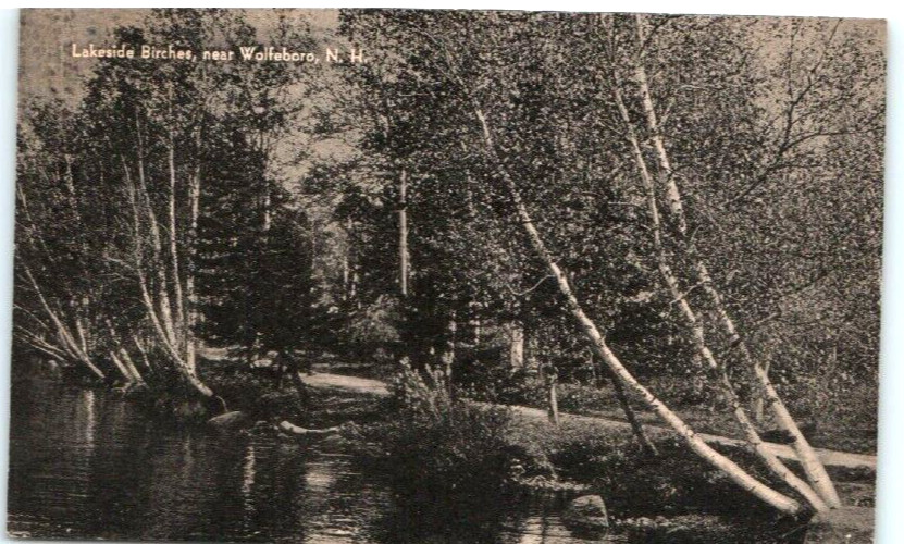 Vintage Postcard 1950 Lakeside Birches, near Wolfeboro, New Hampshire (NH)
