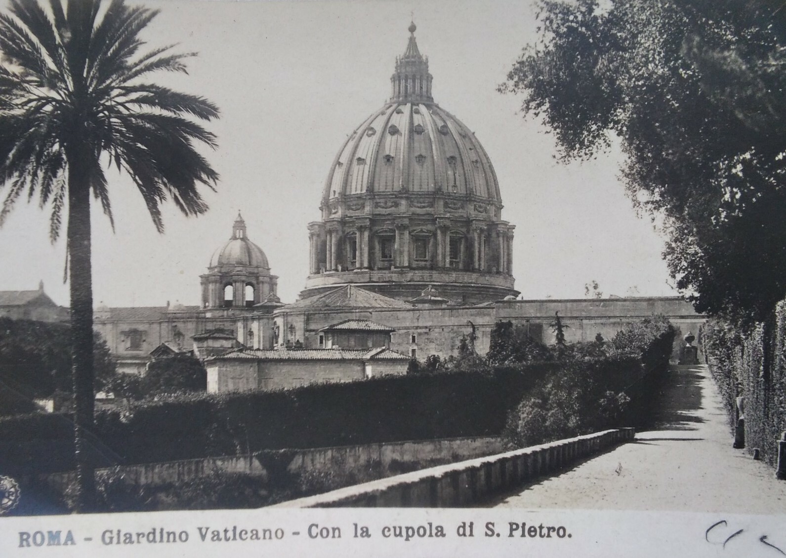 Rome Italy RPPC Postcard Early 1900s Rare Vatican St Peter Dome Garden Palm Tree