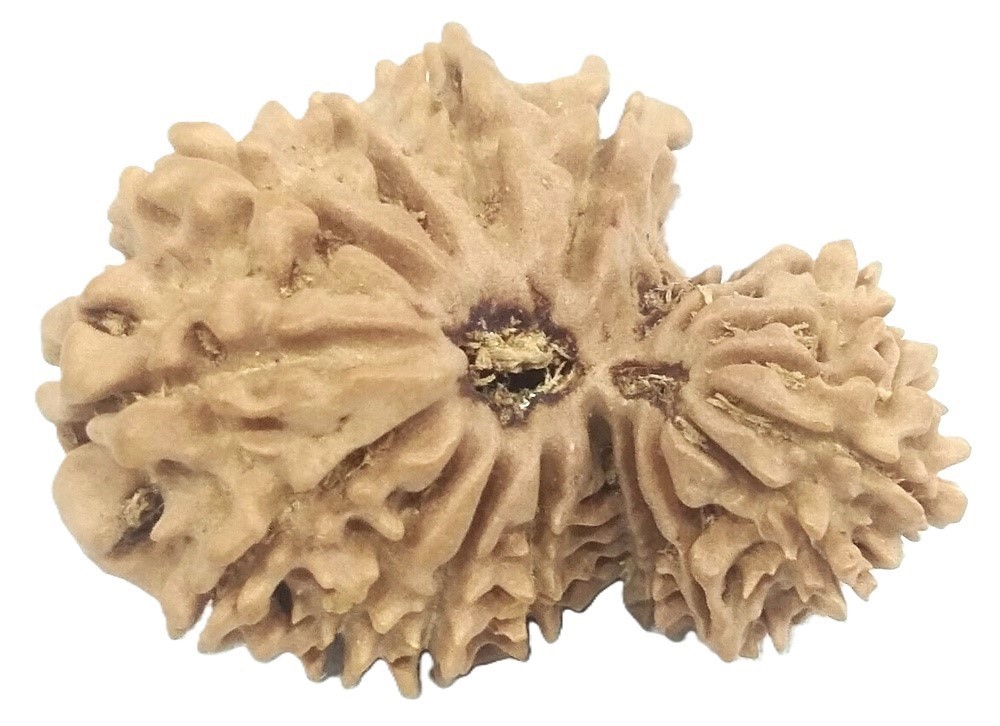 Rare 17 Mukhi Garbh Gauri Rudraksha - Nepal - 26.85 mm - IGL Certified
