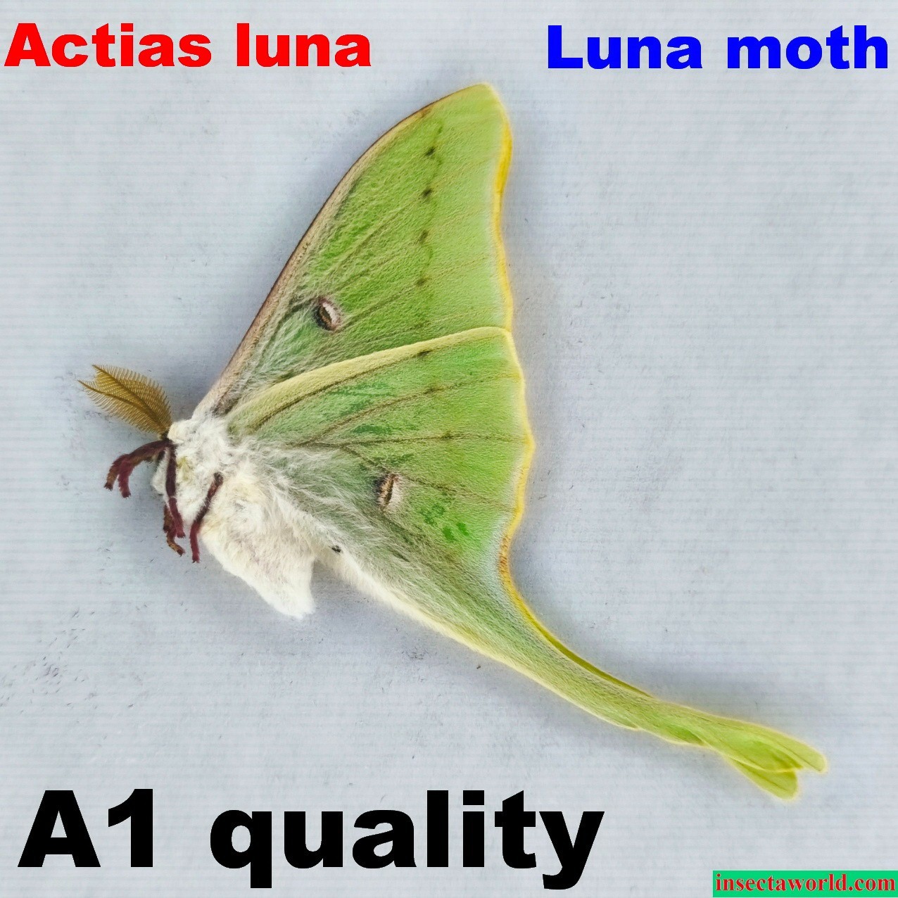 Luna moth,  Saturniidae, Actias luna,  USA  (insects farm production) REAL MOTH