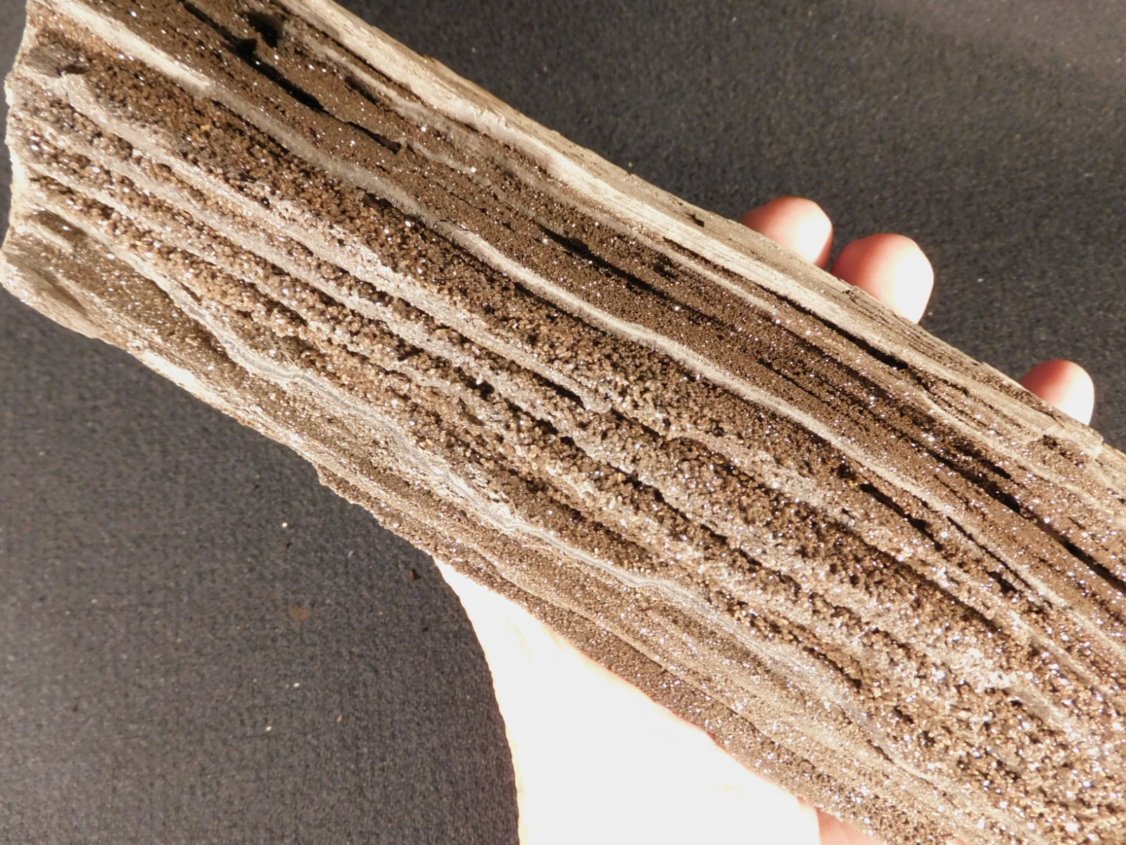 BIG Permineralized Petrified WOOD Fossil w Druzy QUARTZ Crystals Germany 1681gr