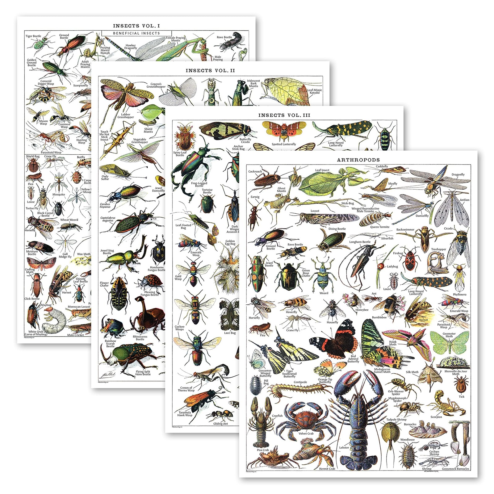 4 Pack - Vintage Insect Poster Prints - Entomology Identification Reference C... 4 Pack - Vintage Insect Poster Prints - Entomology Identification Reference C...