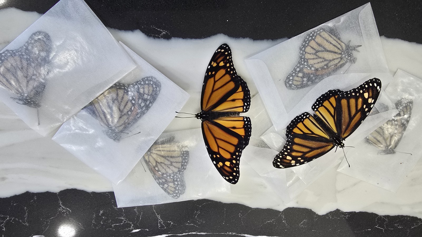 1 DANAUS PLEXIPPUS(MONARCH BUTTERFLY) UNMOUNTED