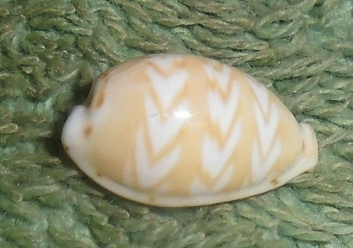 BL RFM 86904 Cypraea ziczac Line 1758 15mm F++ Madagascar, shallow reef under co