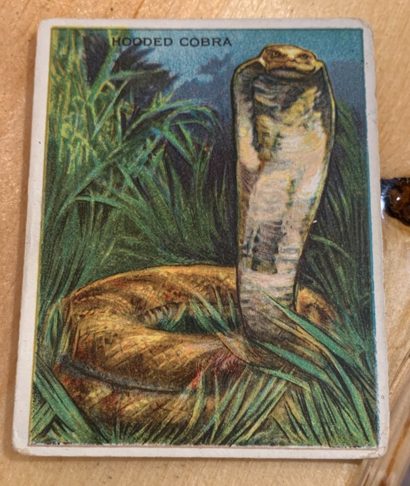 Very Rare 1909-10 Hassan T29 Animals Hooded Cobra Trading Card Good-VG