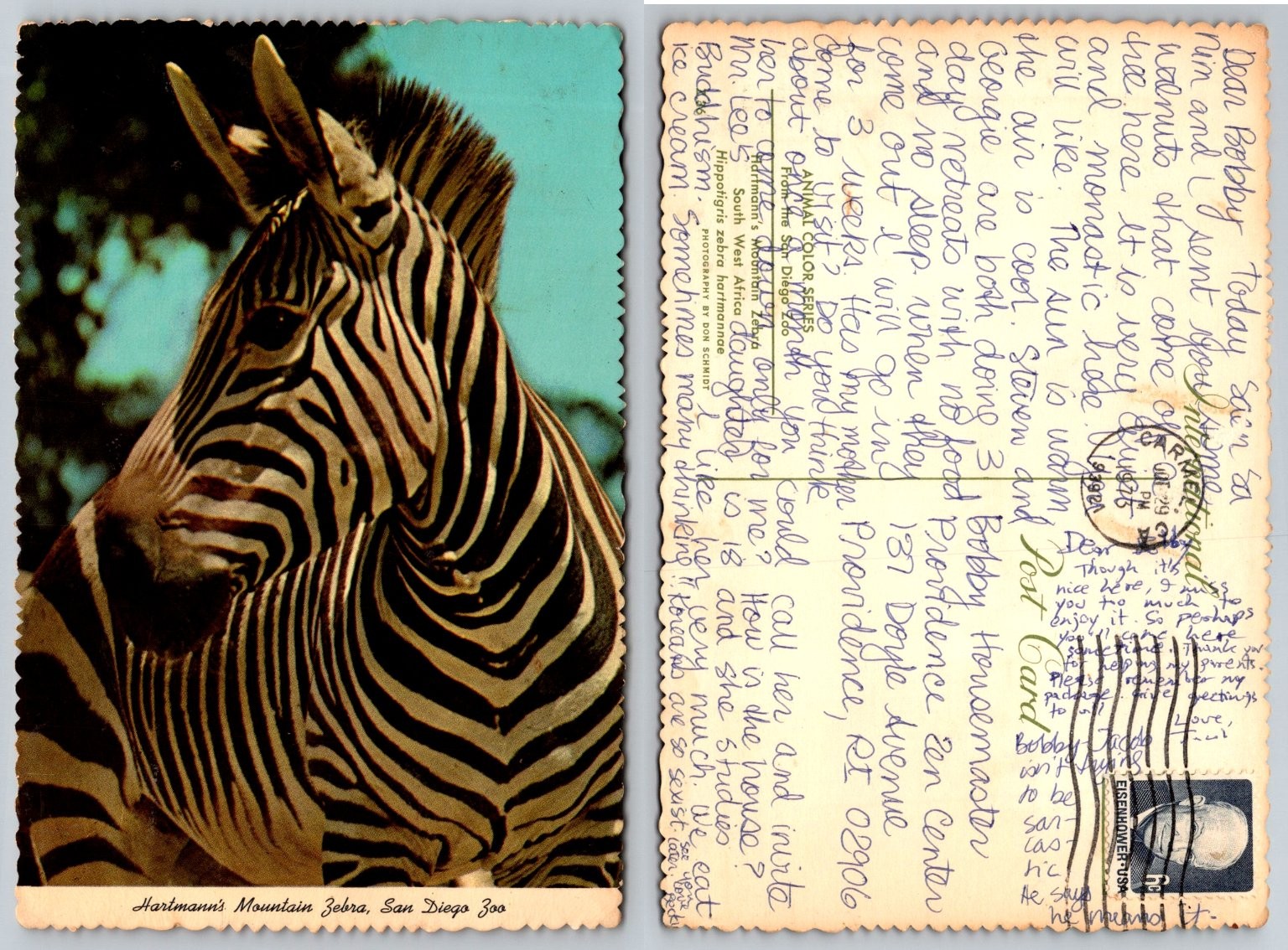 Vintage 1982 Hartmann\'s Mountain Zebra San Diego Zoo Postcard Wildlife Photo Vintage 1982 Hartmann\'s Mountain Zebra San Diego Zoo Postcard Wildlife Photo