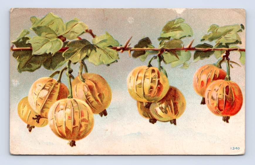 Gooseberries ~ Antique Embossed Fruit RUSO North Dakota RFD DPO McLean County
