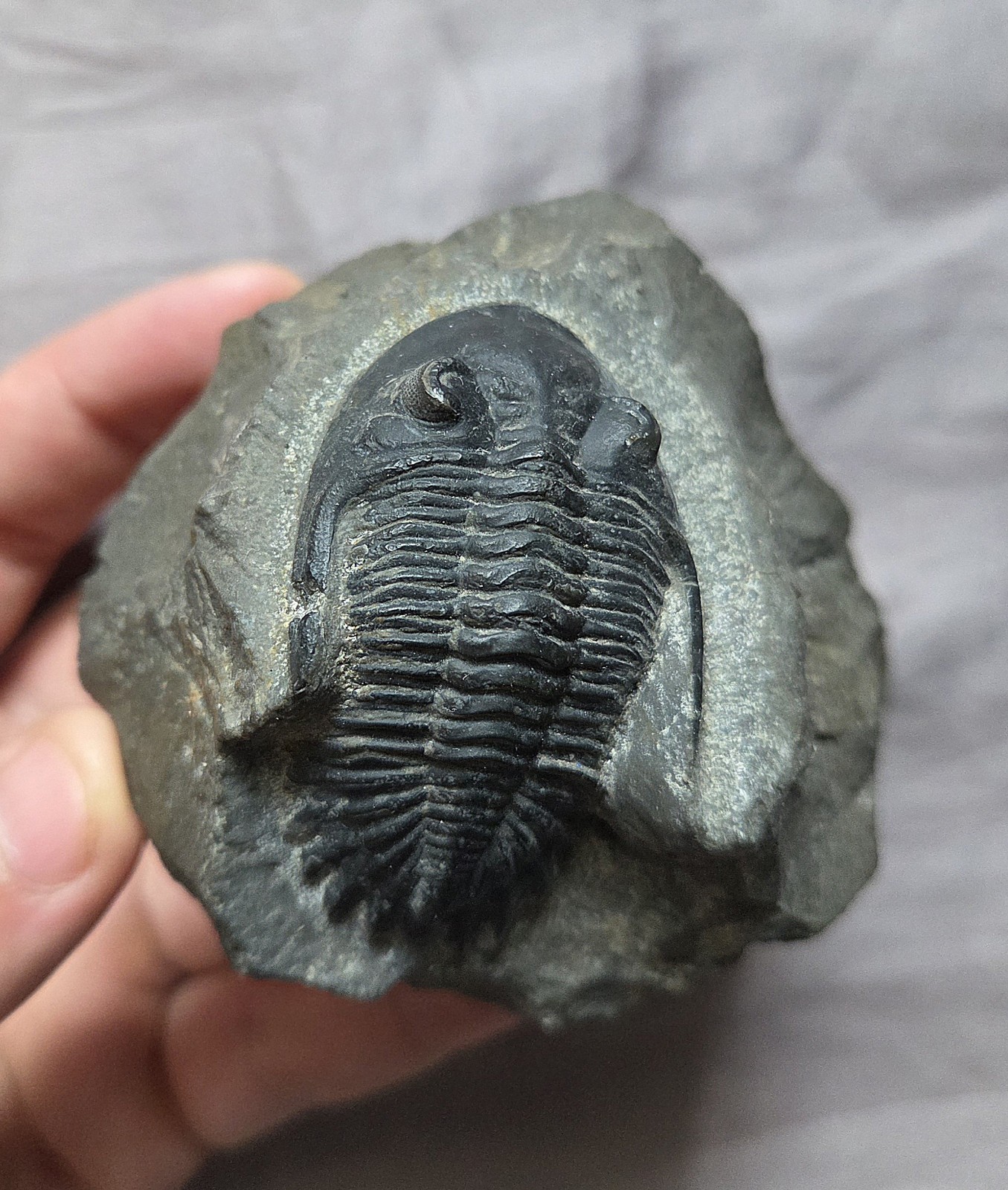 Great Hollardops Trilobite Fossil Arthropod From The Devonian of Morocco