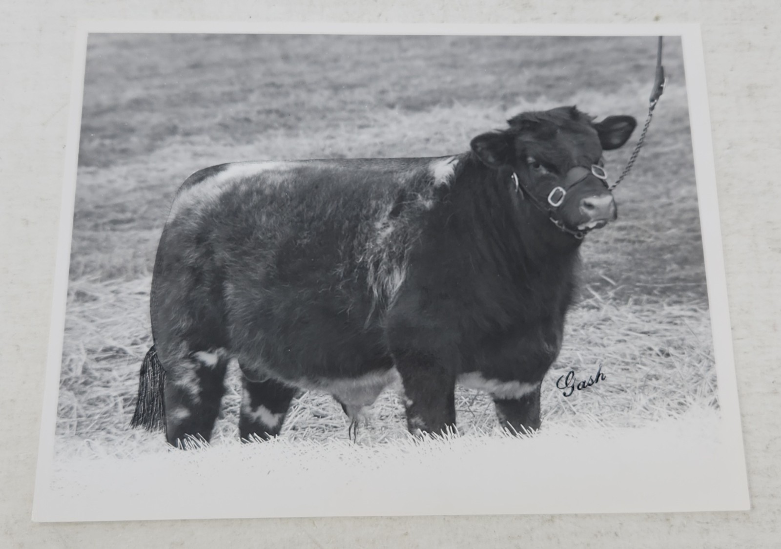 Vintage 1964 Shorthorn Bull Photo Acadia Napoleon 100th Acadia Farms Frank Gash Vintage 1964 Shorthorn Bull Photo Acadia Napoleon 100th Acadia Farms Frank Gash