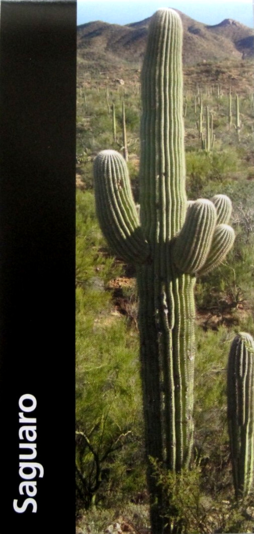 Saguaro National Park National Park Service Arizona Unigrid Brochure Map