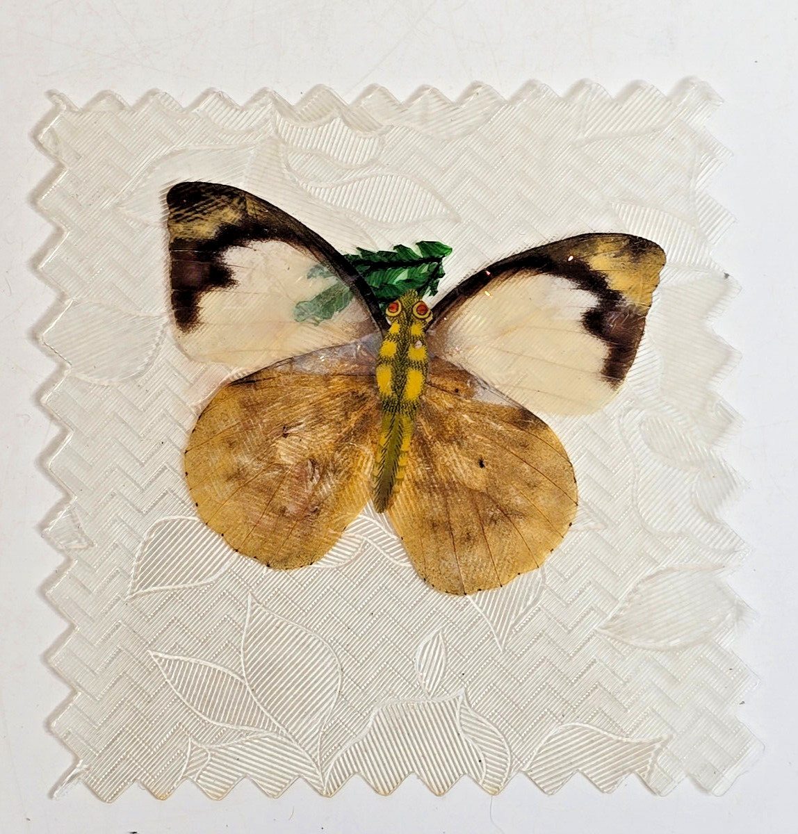 Vintage Preserved Formosa Butterfly Gift to Benefactors Taiwan