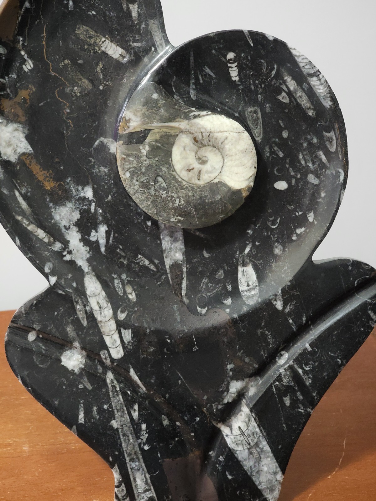 Fossil Sculpture Ammonite & Orthoceras Free Standing Beautiful Statement Piece Fossil Sculpture Ammonite & Orthoceras Free Standing Beautiful Statement Piece