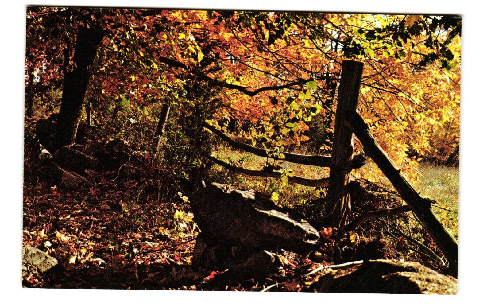 Autumn in New England Sharon Massachusetts vintage postcard unposted