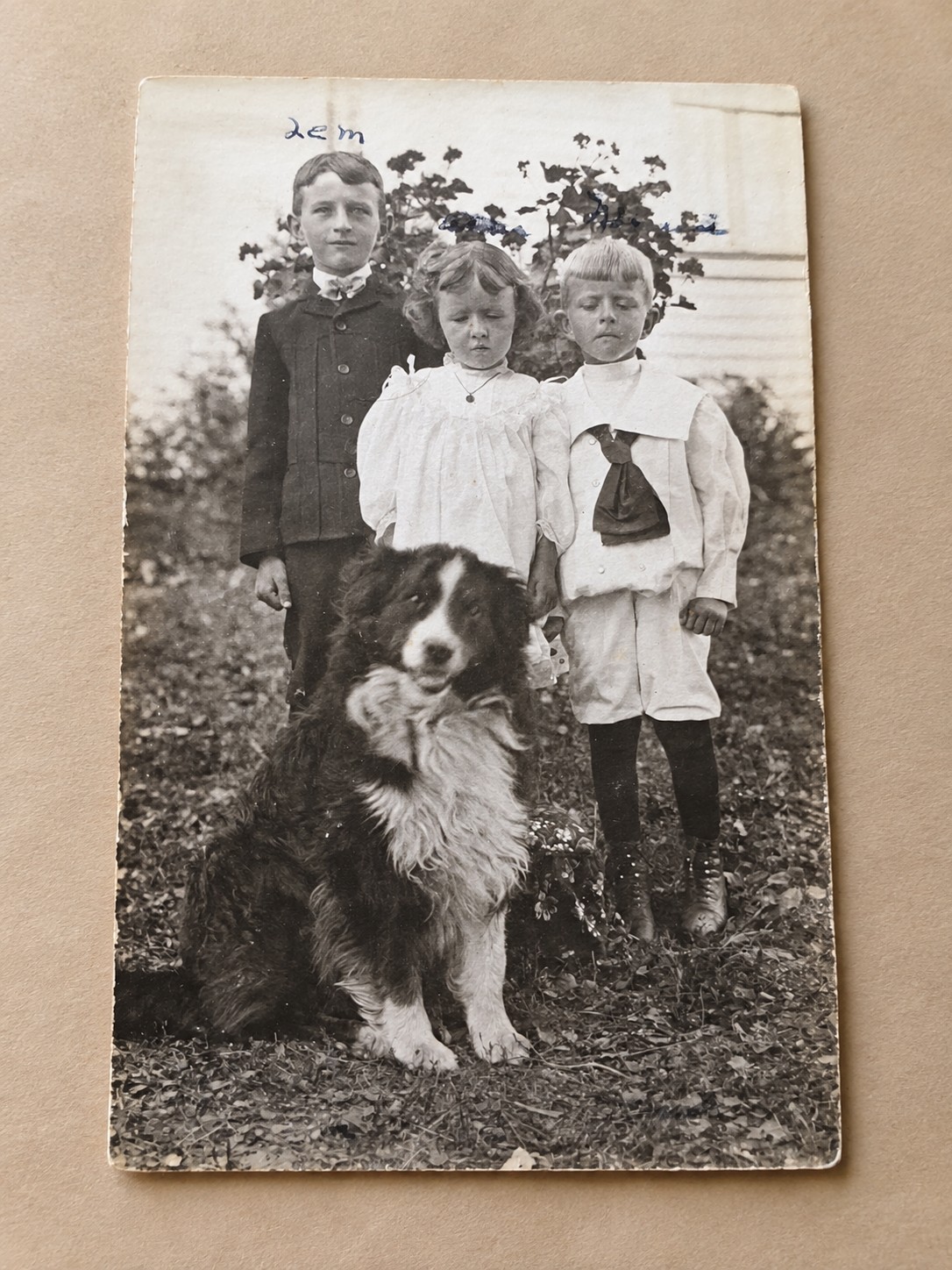 Antique 1907–1914 VELOX RPPC Children with Border Collie Dog Real Photo Postcard