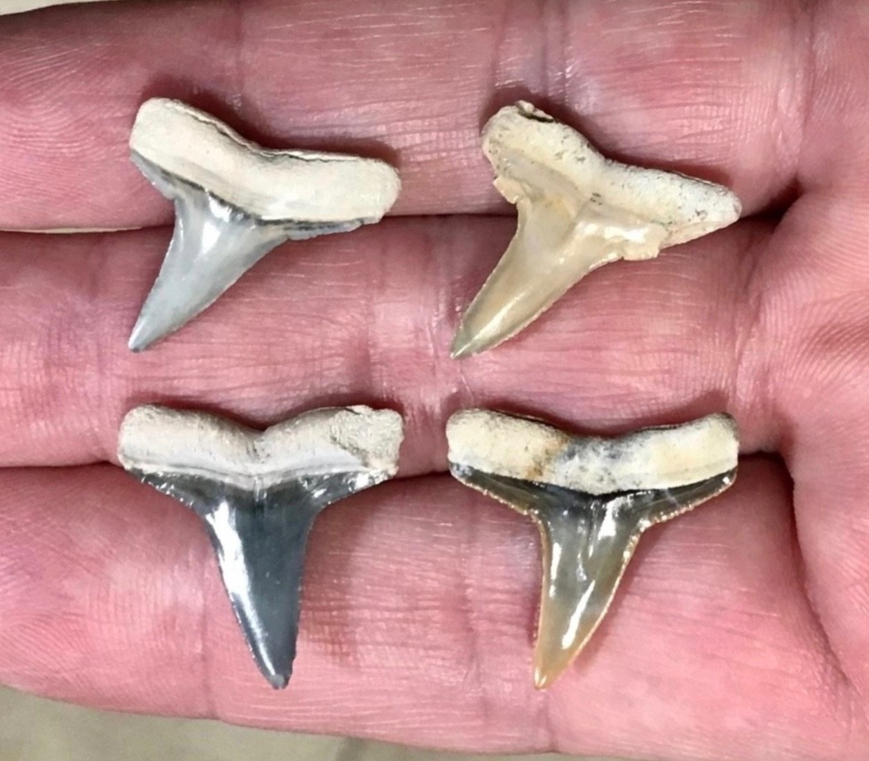 XL & ABSOLUTELY GORGEOUS - B.VALLEY,FLORIDA - LEMON SHARKTOOTH FOSSILS XL & ABSOLUTELY GORGEOUS - B.VALLEY,FLORIDA - LEMON SHARKTOOTH FOSSILS