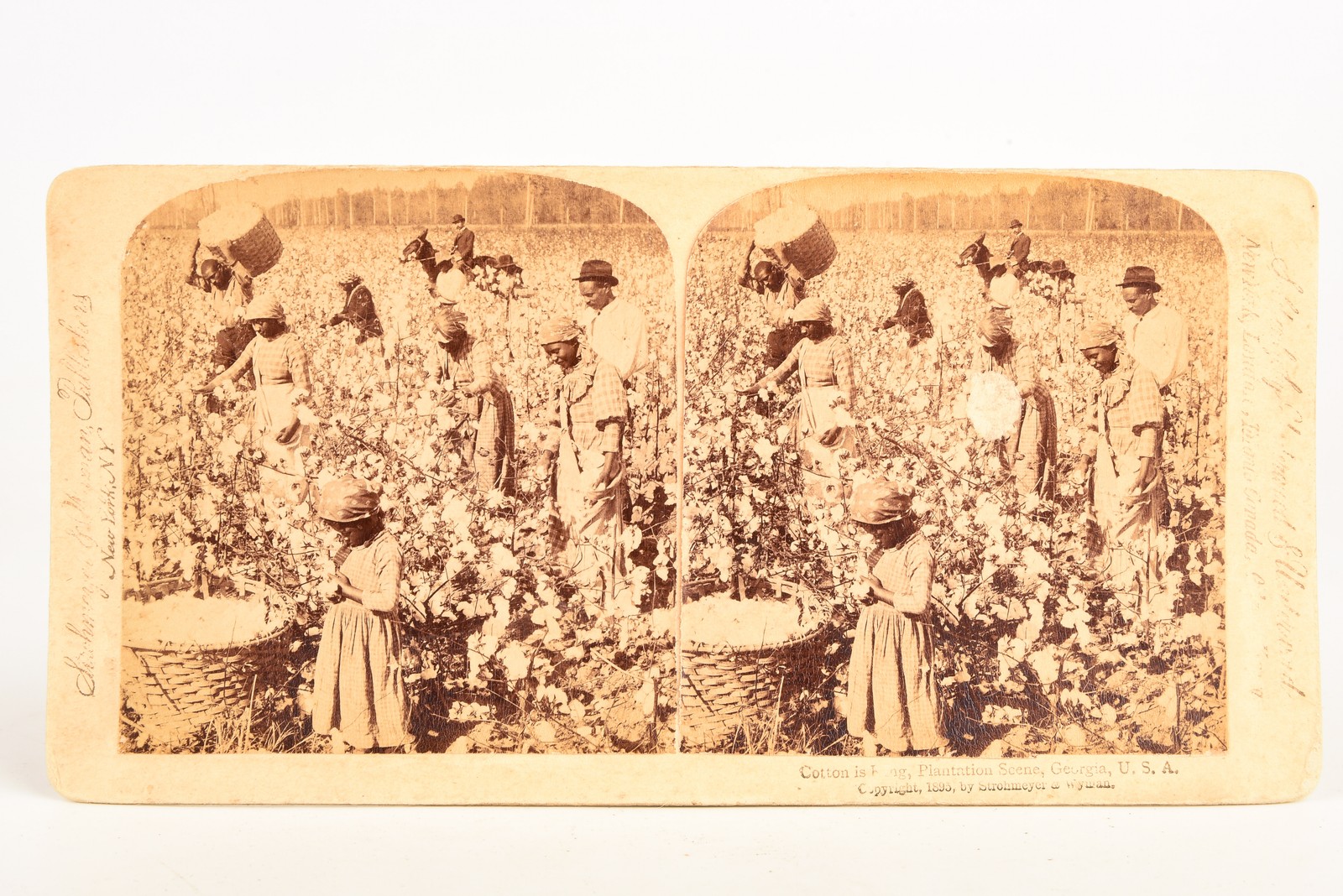 1895 Underwood Stereoview Photo - Cotton is King - Plantation Scene Georgia V20