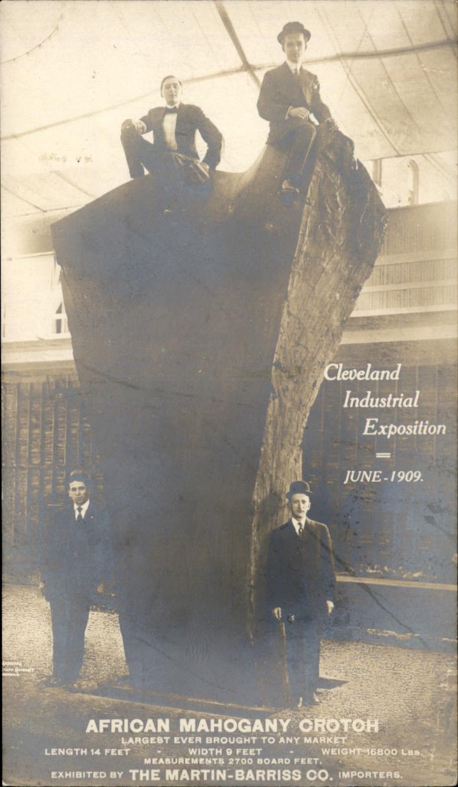 Cleveland OH African Mahogany Crotoch c1909 Real Photo Postcard bhn