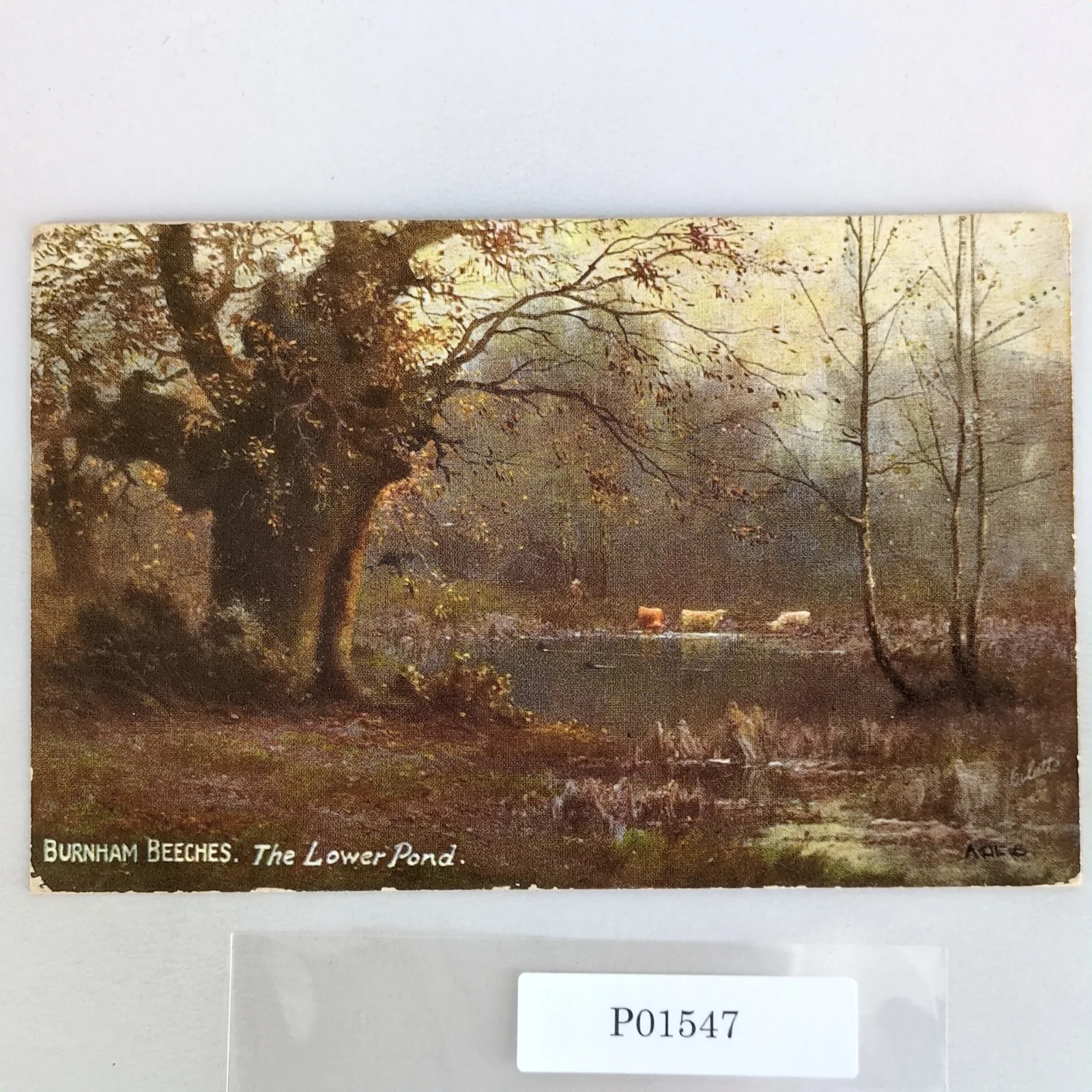 Burnham Beeches The Lower Pond Buckinghamshire England 1908 Postcard UK