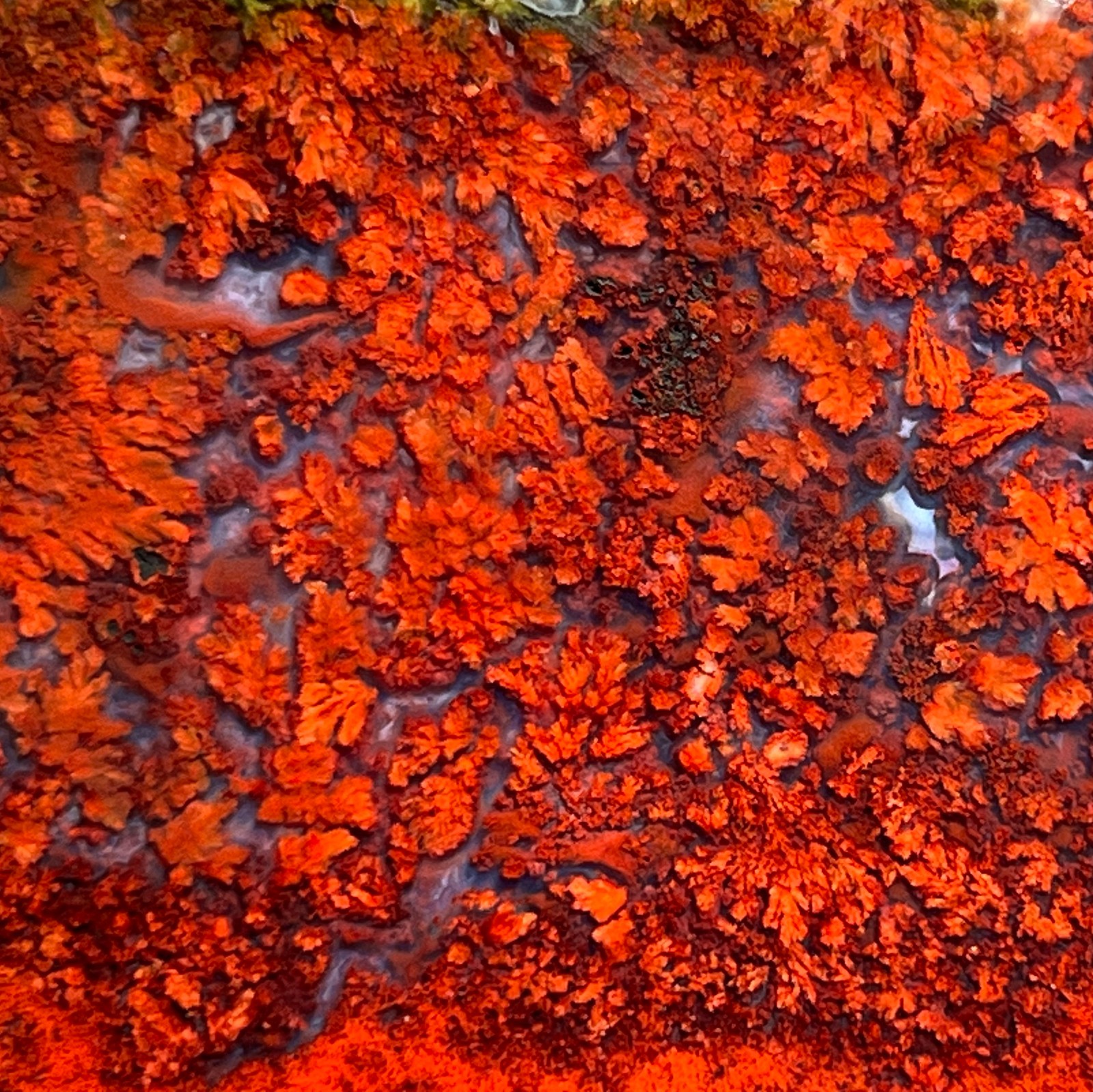 2 Rare Sonoran Plume Agates Bright Red Pumes Old Stock Mexico Lapidary Slabs