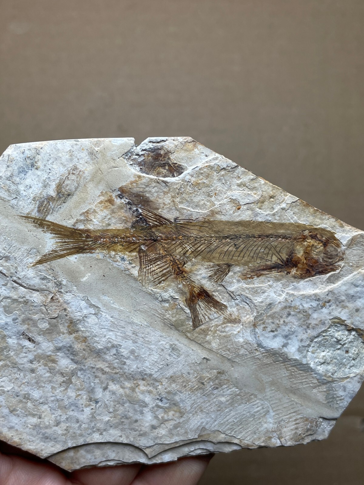 58g Beautiful lycoptera Landscape stone collection