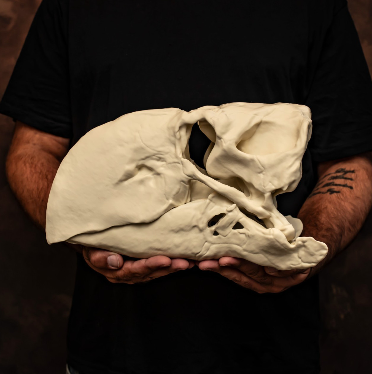 Gastornis Skull Replica Terror Bird Diatryma 16 Inch Prehistoric Bird Fossil