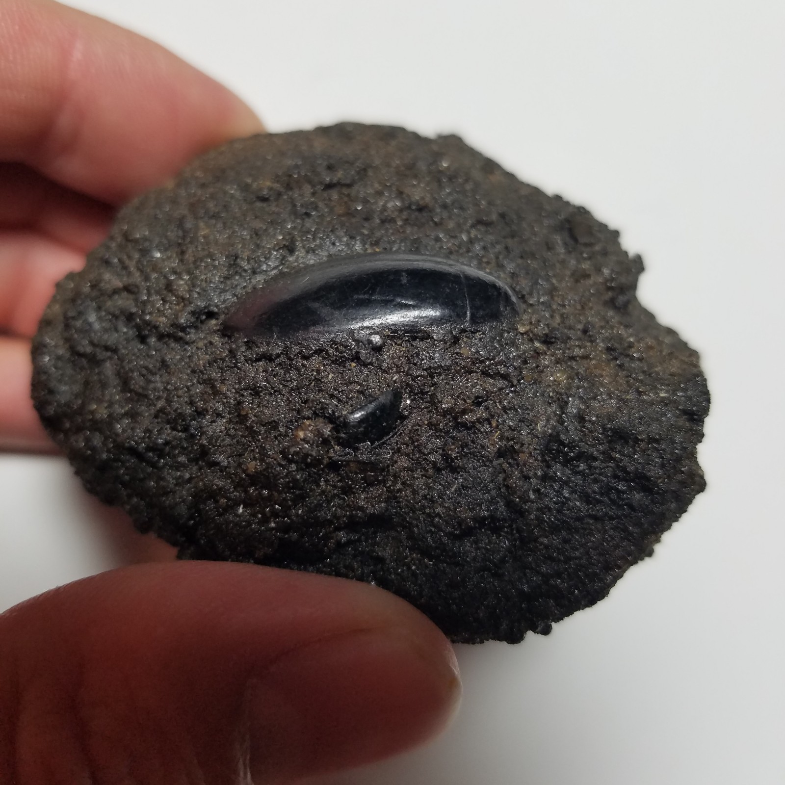 Rancho La Brea Tar Pit Fossil Beetle Pleistocene Saber Cat Mammoth Formation