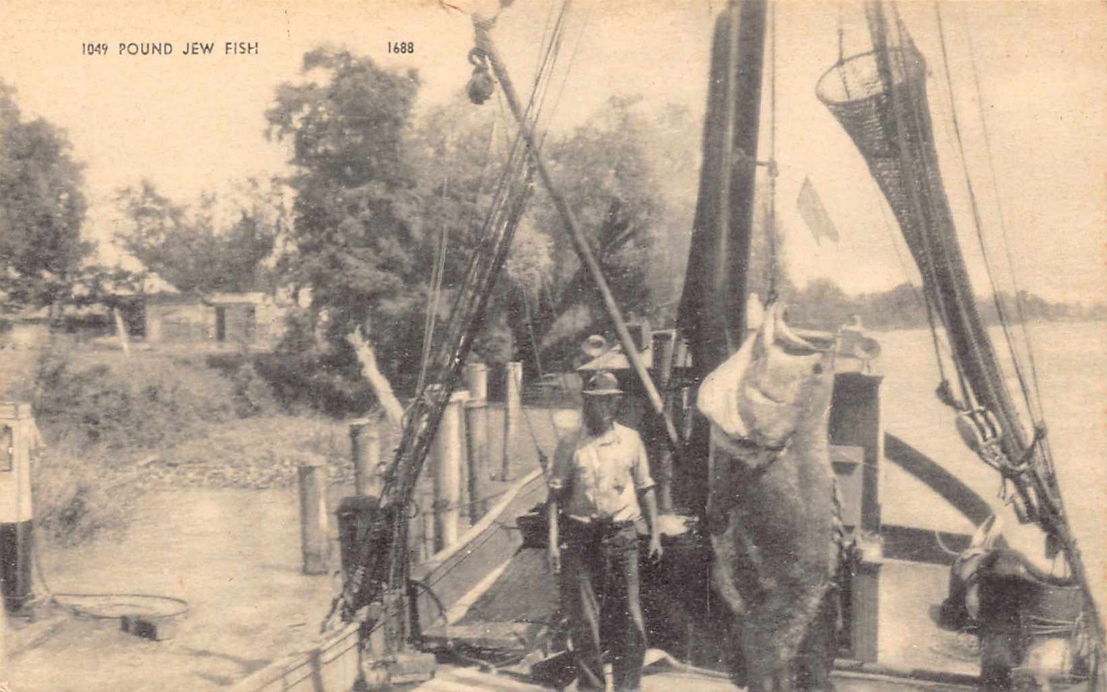 LA - 1930’s Catch of Grouper Jew Fish in Patterson, Louisiana - St Mary Parrish LA - 1930’s Catch of Grouper Jew Fish in Patterson, Louisiana - St Mary Parrish