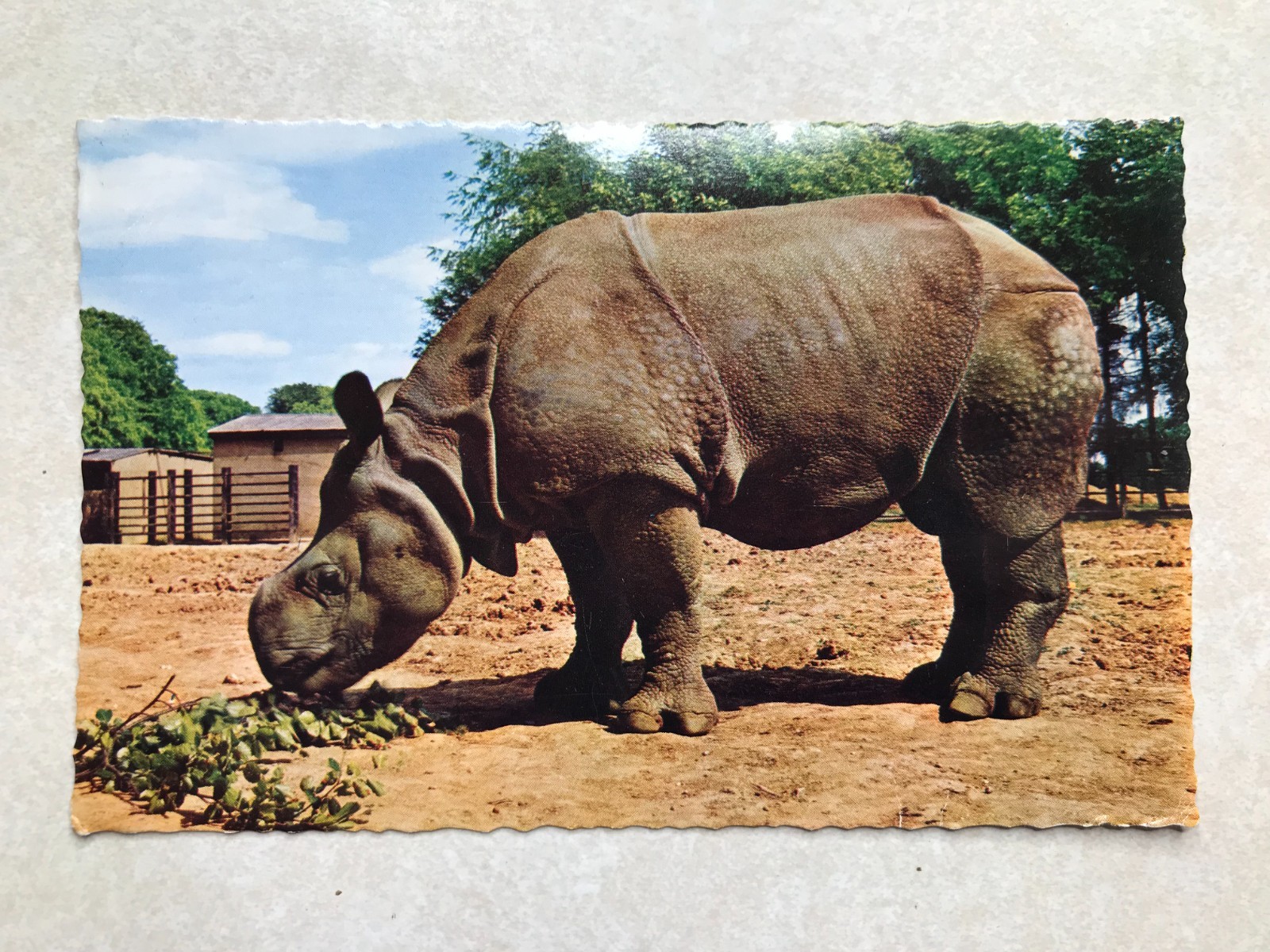 O2192 Vintage Postcard Great Indian Rhinoceros Whipsnade Park London UK