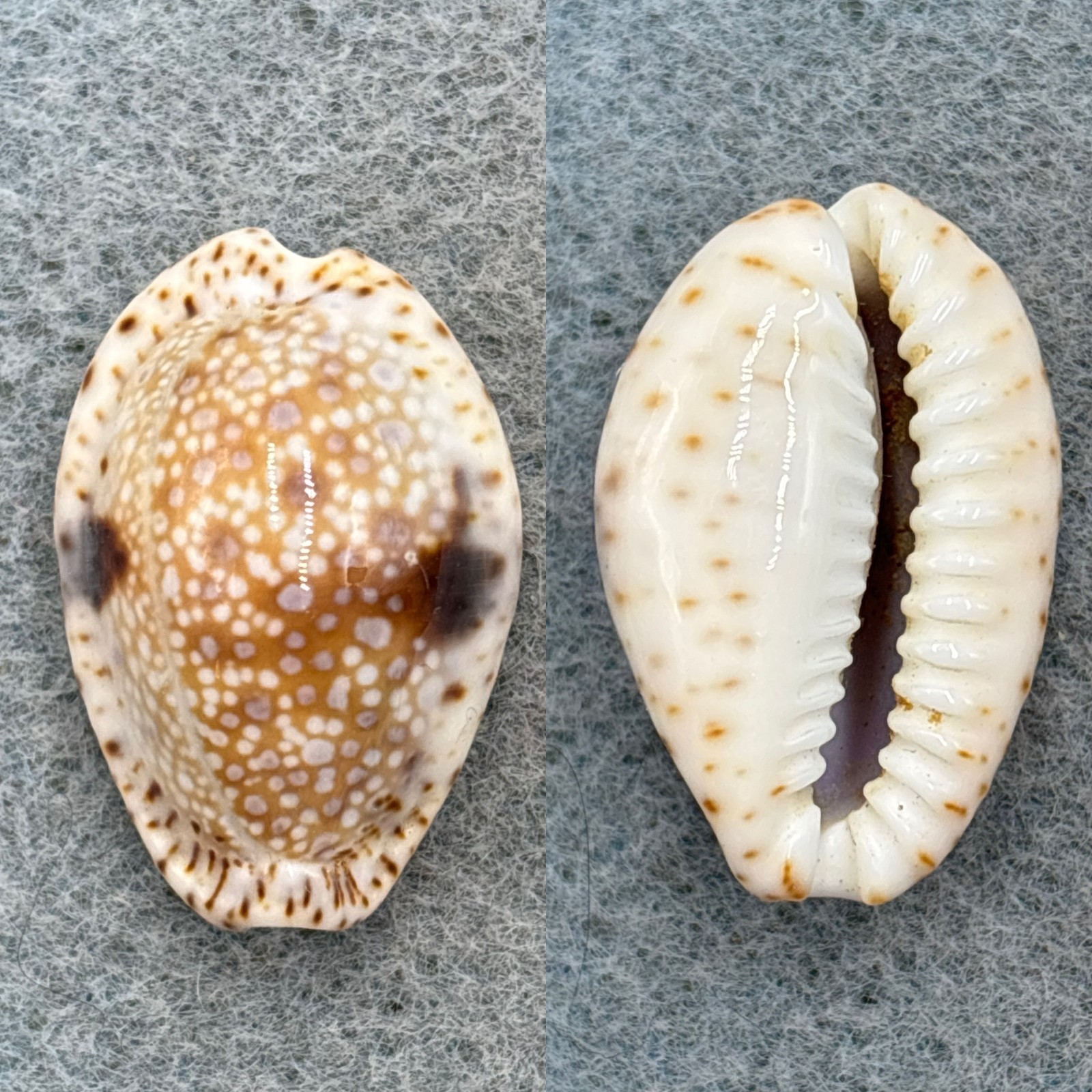 Cypraea (Naria) nebrites 26.6mm F++ Red Sea