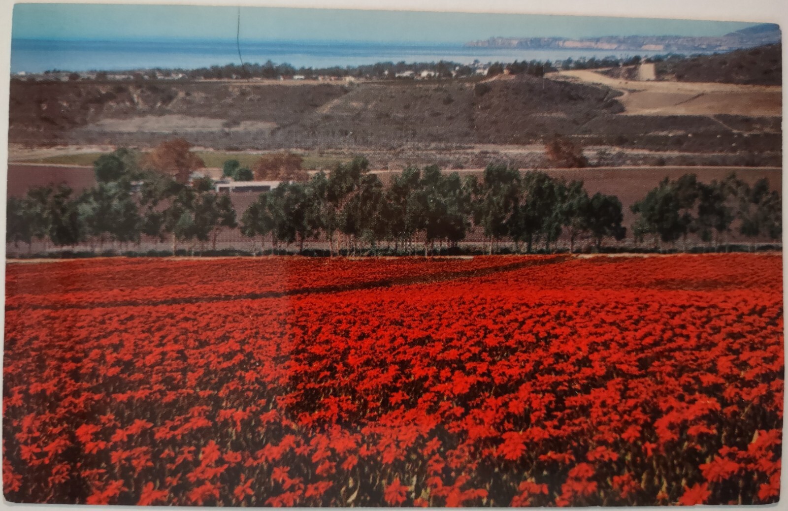 Vintage Postcard Poinsettia Plantation San Clemente California AA30 Vintage Postcard Poinsettia Plantation San Clemente California AA30
