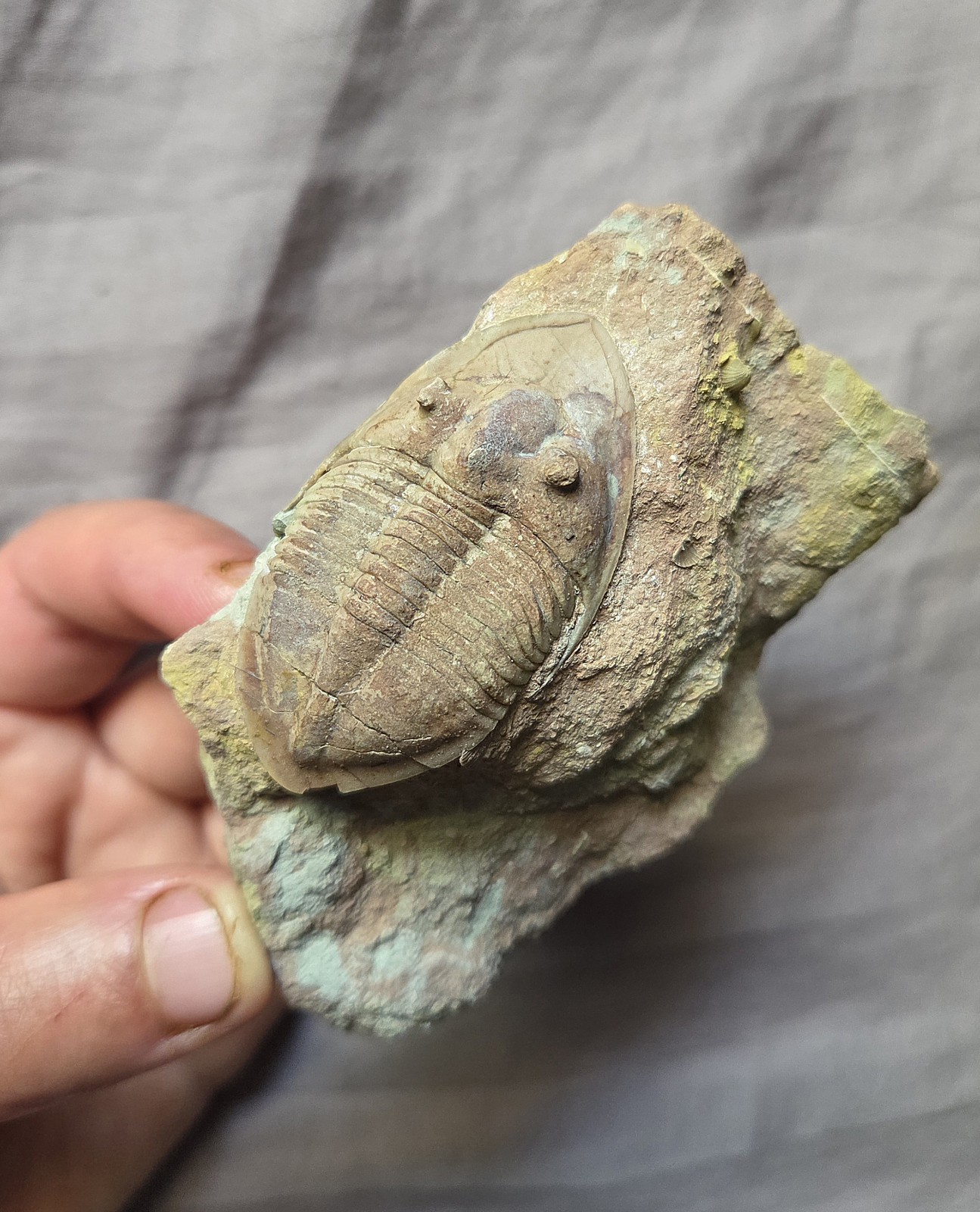 Ultra Rare Rhinoferus Hyorrhinus Trilobite Arthropod Fossil From Russia 
