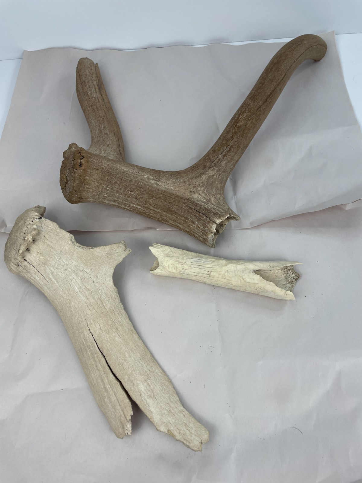 3 Very Weathered Petrified Deer/Elk Antler Pieces Found in Minnesota