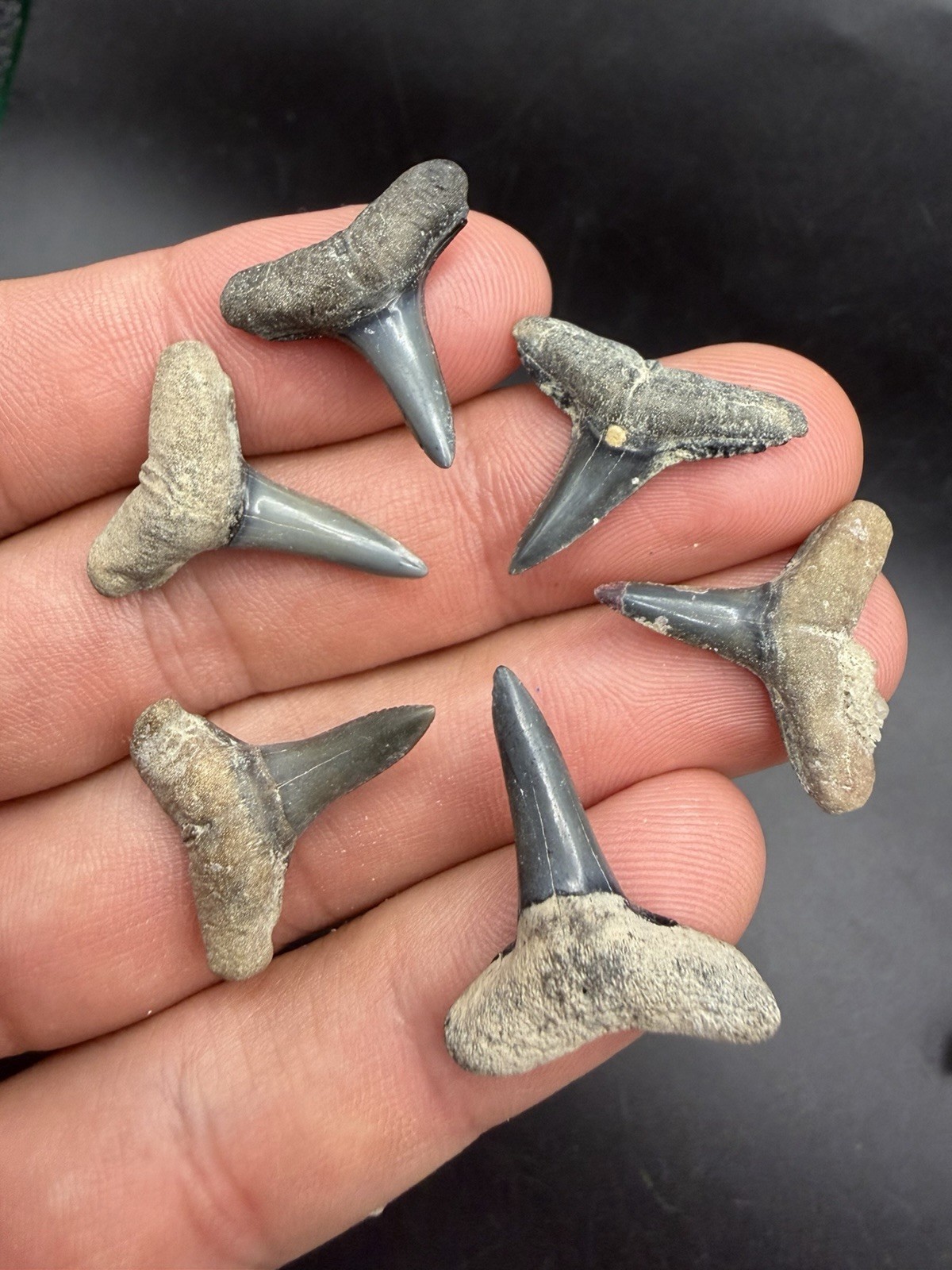 6 Lemon Shark Teeth Fossils A GRADE 6 Lemon Shark Teeth Fossils A GRADE