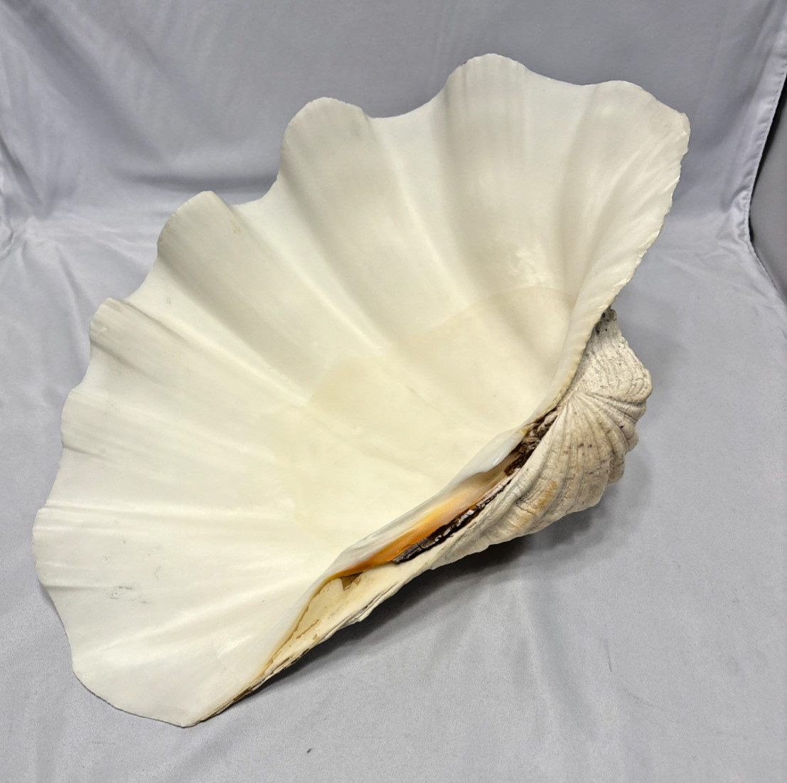 NATURAL REAL GIANT CLAM SHELL. SEA SHELL. LARGE 13x9x4.5 Rare See Pics