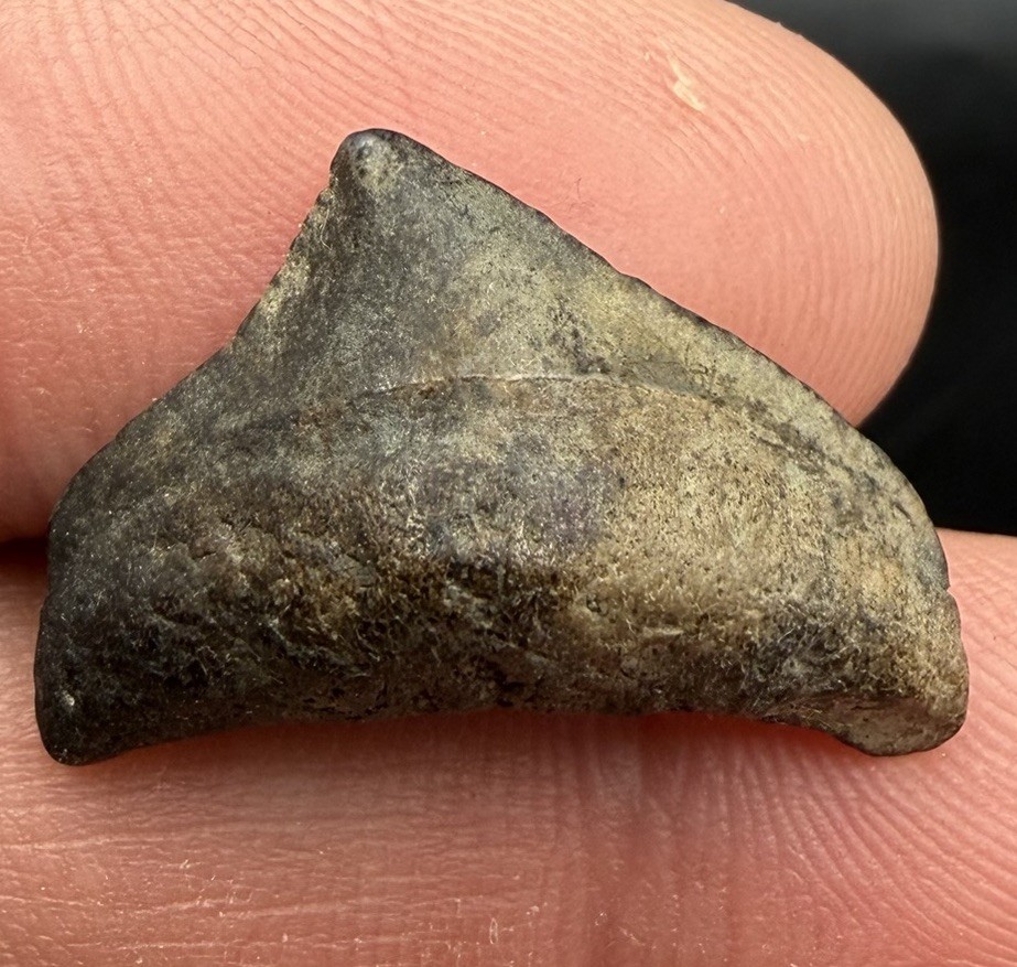 RARE BABY MEGALODON SHARK TOOTH 0.87” Peace River Florida