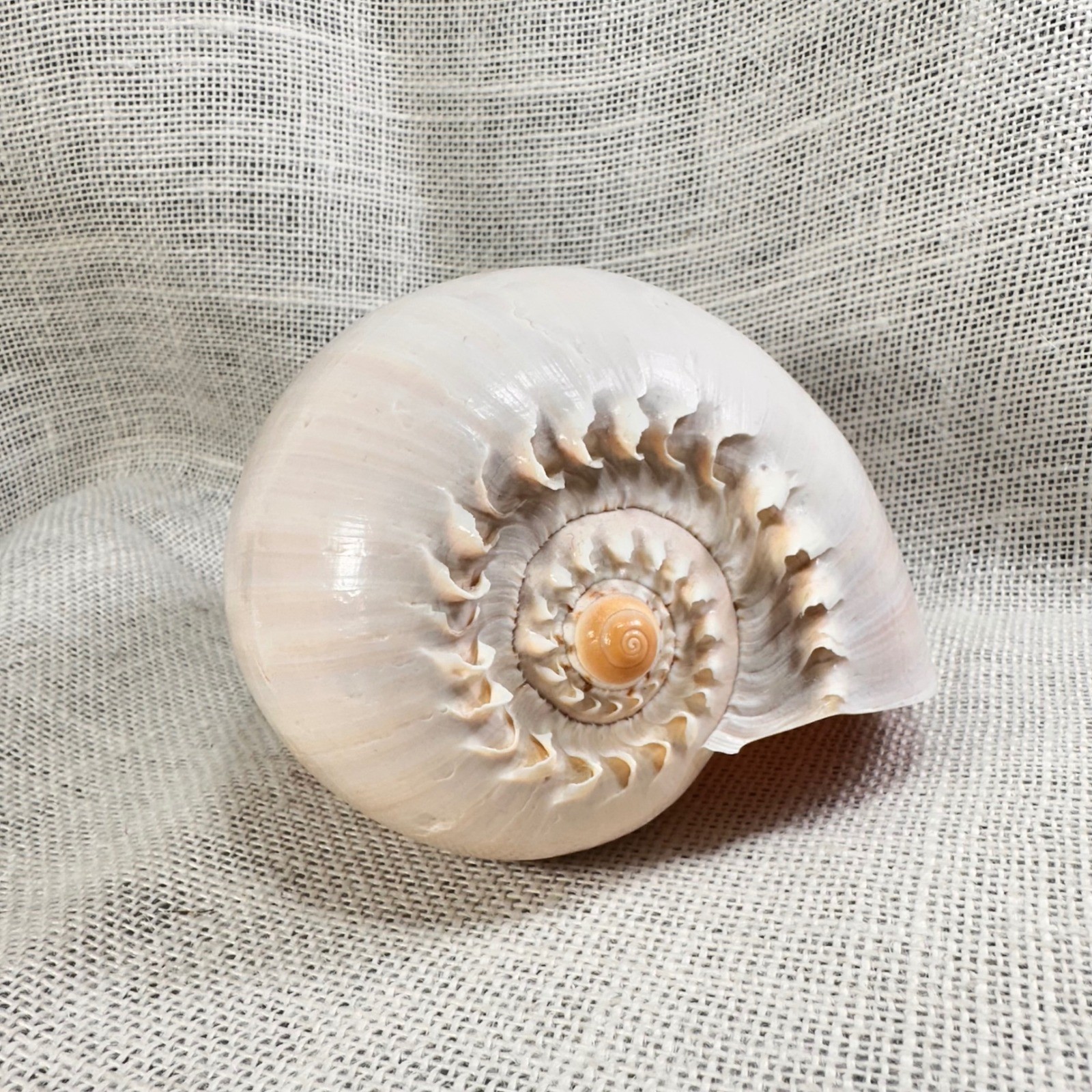 Large Natural Melo Melo Baler Shell Coastal Nautical Beach Home Décor  7.5 Inch