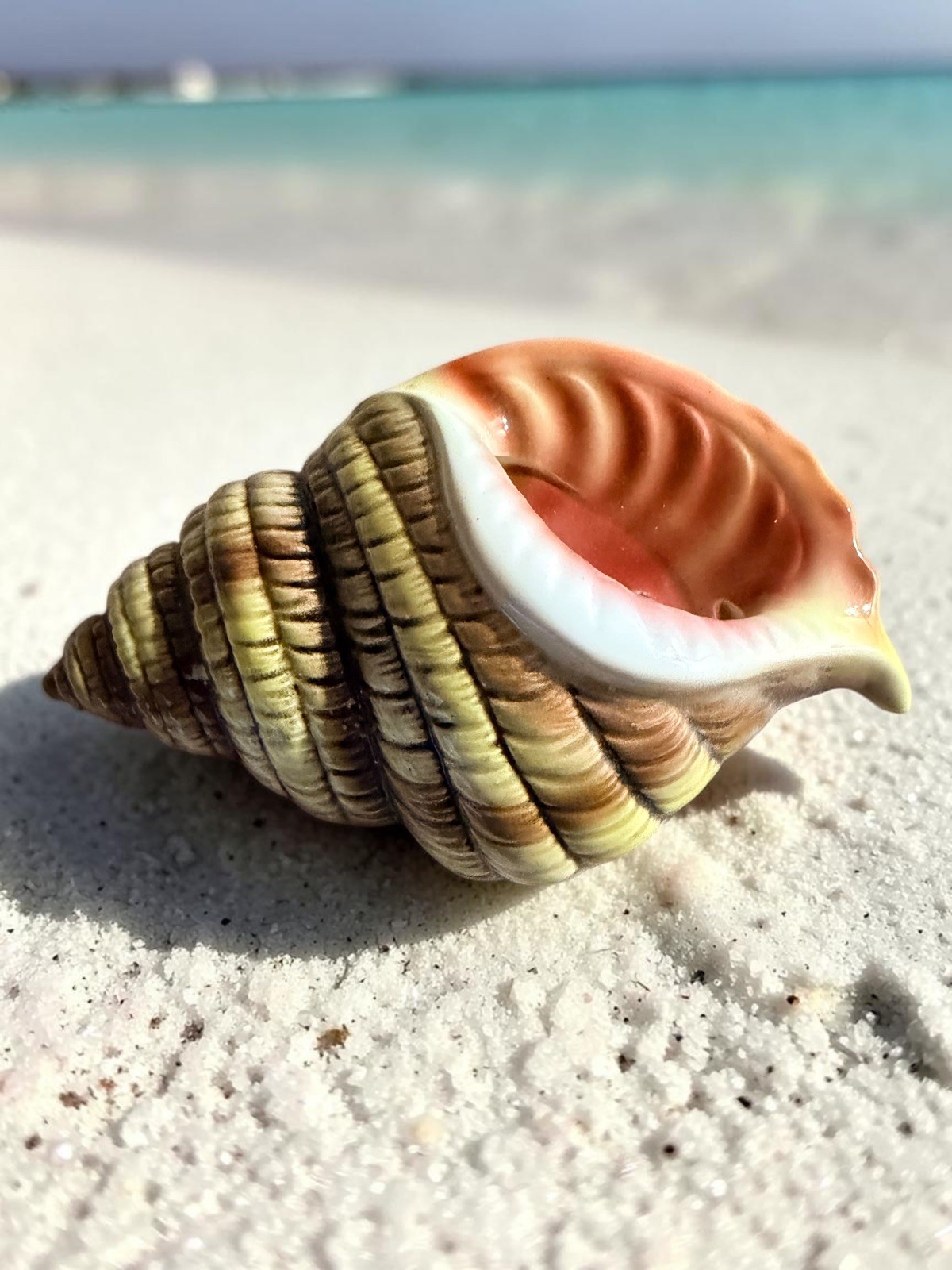 Vintage Ceramic Shell Wall Plaque Made in JAPAN 🐚 4 Inches by 7 Inches Vintage Ceramic Shell Wall Plaque Made in JAPAN 🐚 4 Inches by 7 Inches