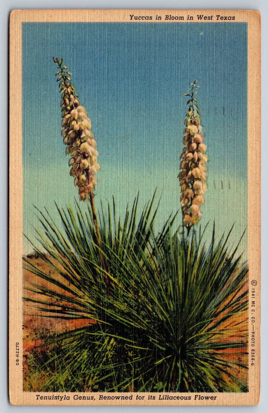Vintage Postcard Yuccas In Bloom In West Texas