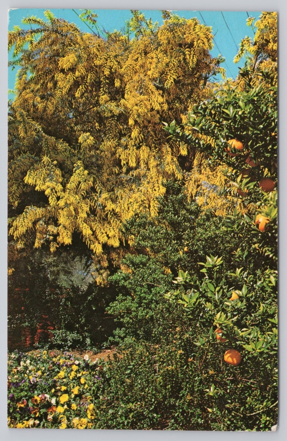 1967 Descanso Gardens La Canada CA Acacia Orange Tree Pansies Vintage Postcard