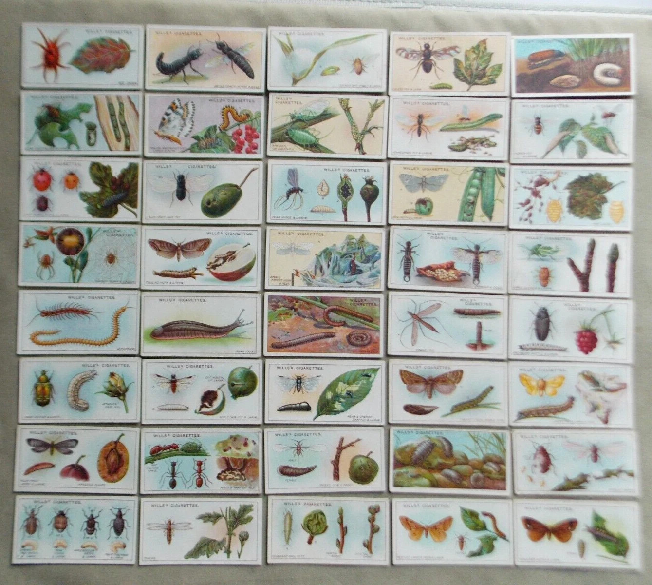1914 W.D. & H.O. WILLS GARDEN LIFE 50 DIFFERENT TOBACCO CARD SET