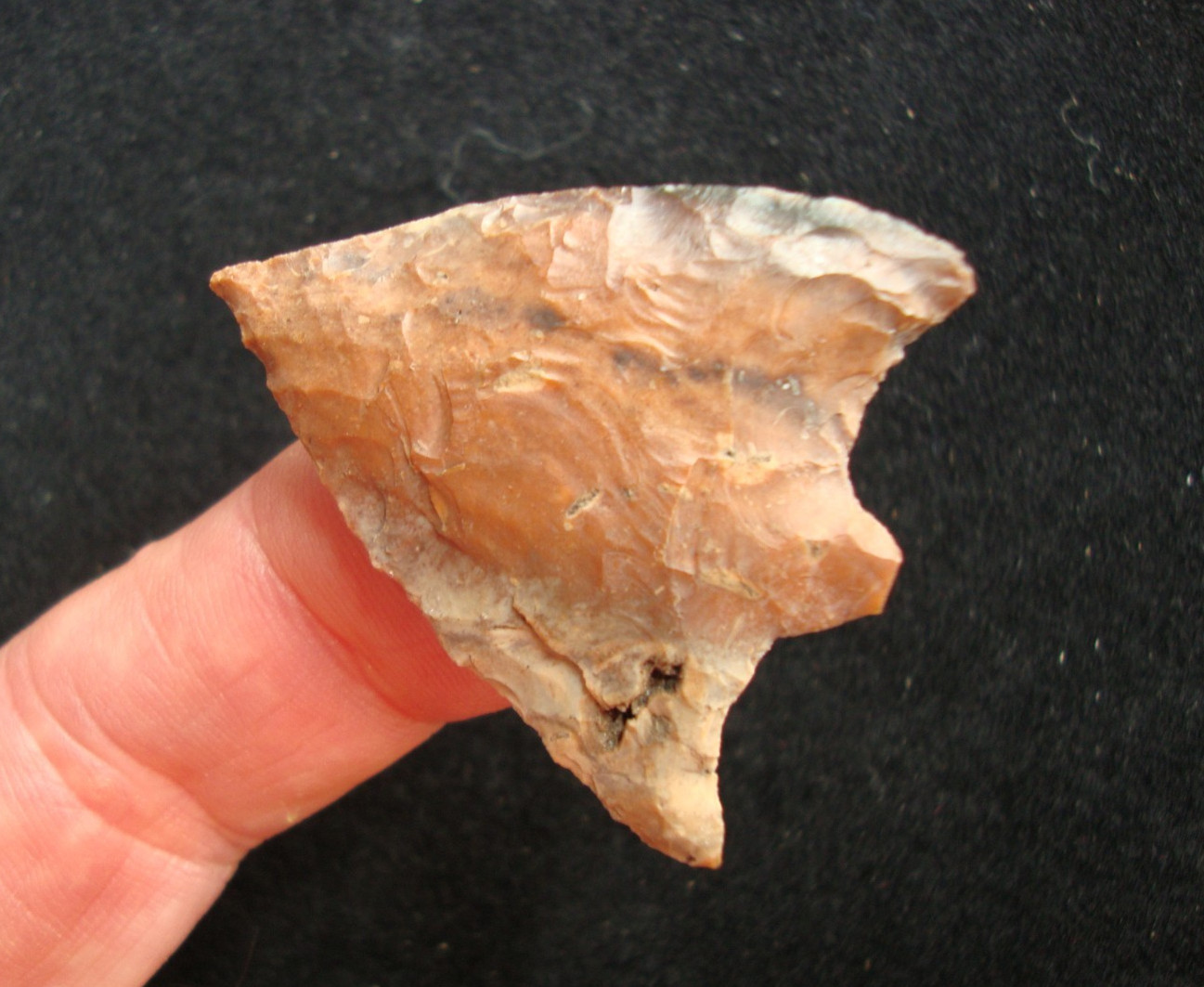 Super Rare BATWING HILLSBOROUGH Deep South Arrowhead  ~90~