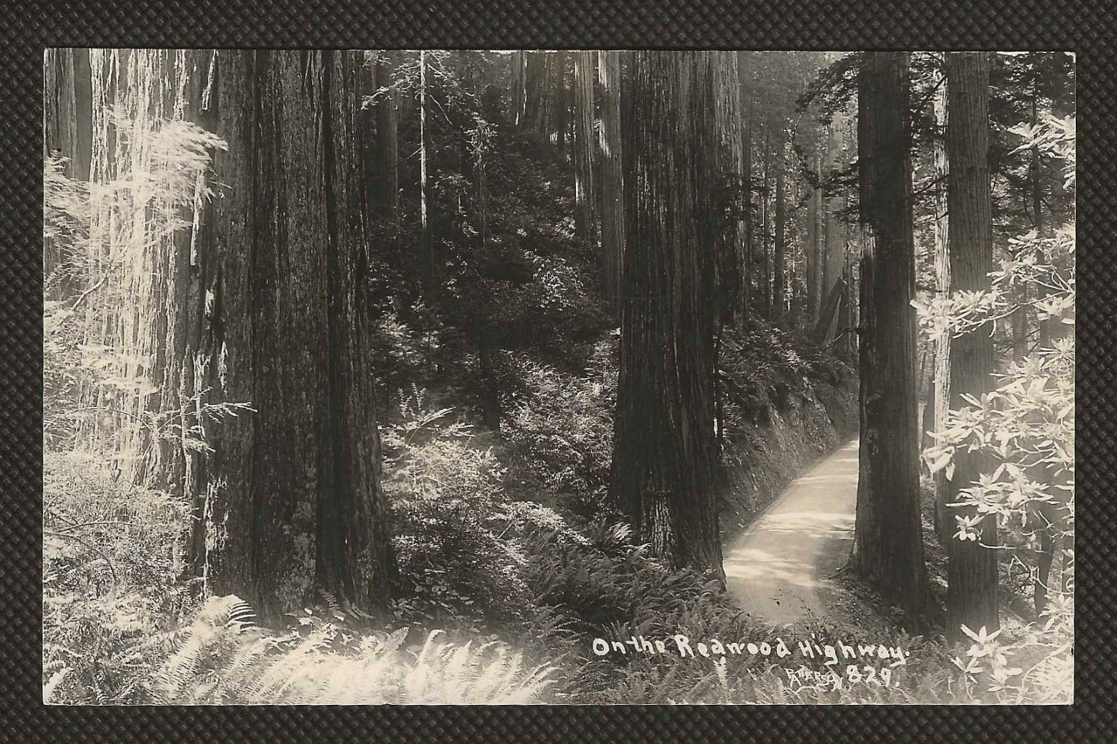 RPPC Scenic California Redwood Highway Real Photo Postcard, Patterson Photo
